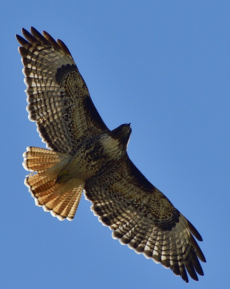 _ROY3395_01.jpg
