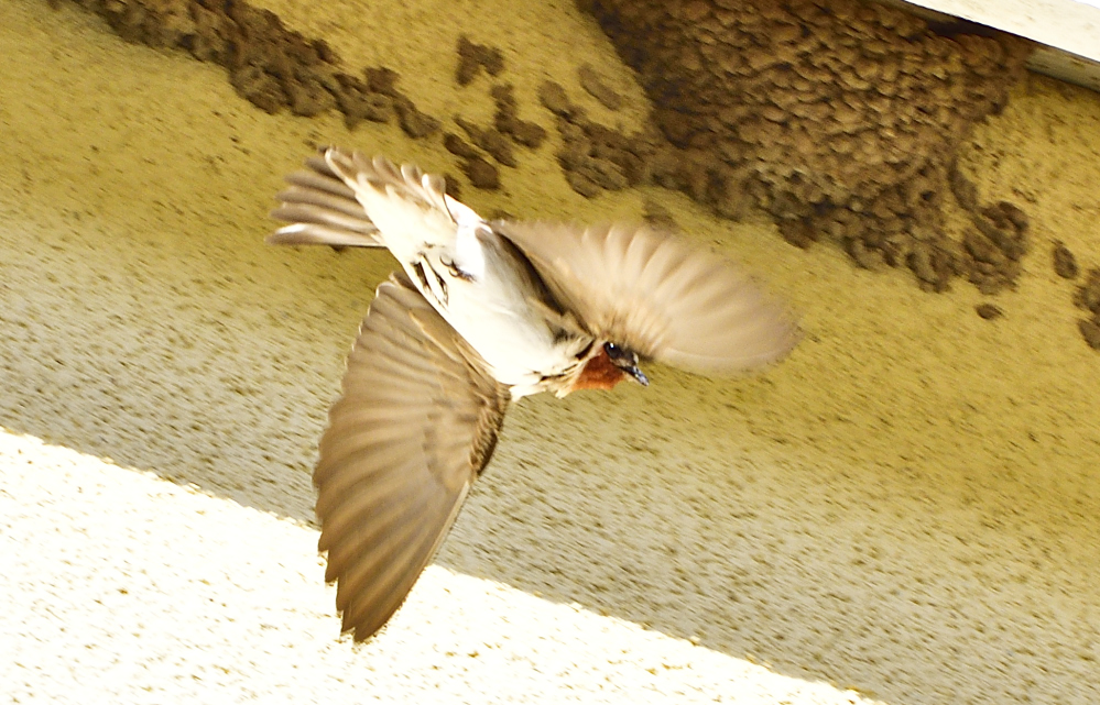 _ROY3422_00001.jpg