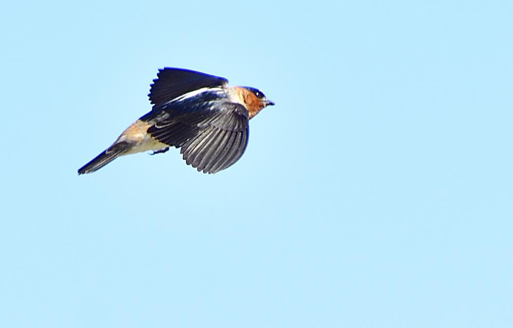 _ROY3425_00001.jpg