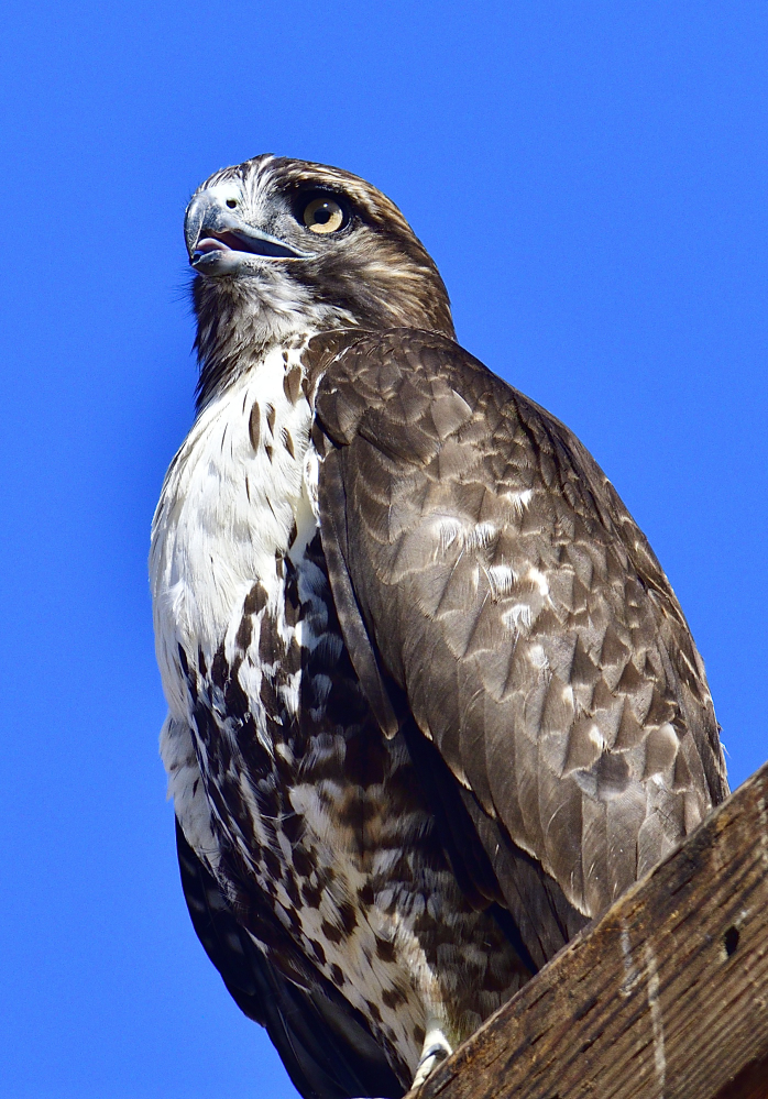 _ROY3440_00001.jpg