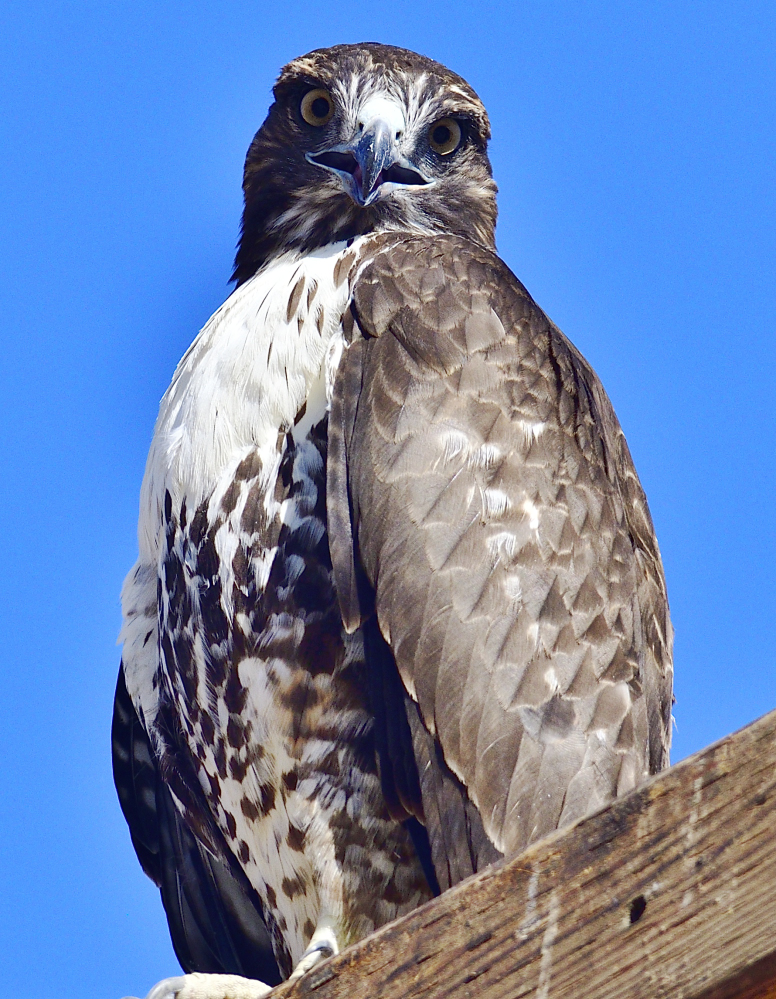 _ROY3445_00001_01.jpg