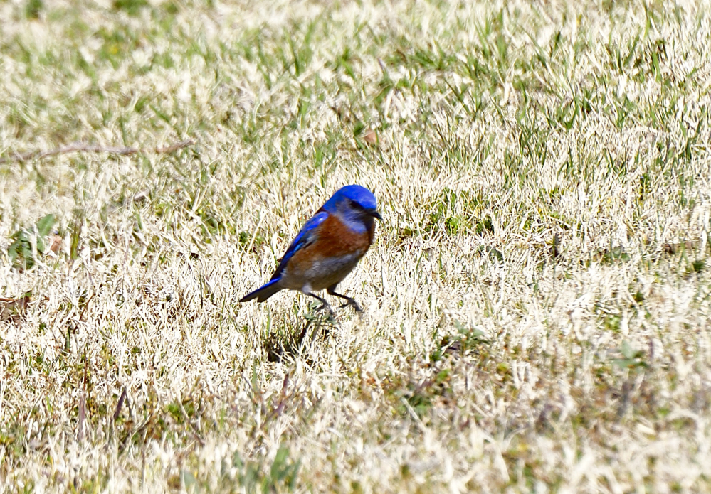 _ROY3447.jpg