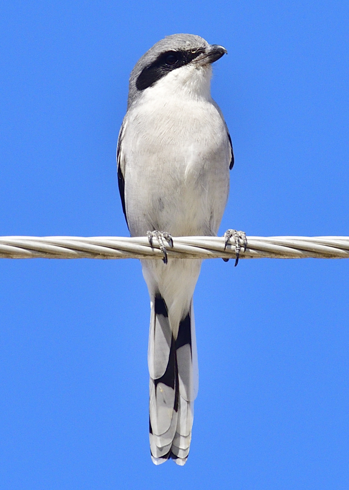 _ROY3454_00001.jpg