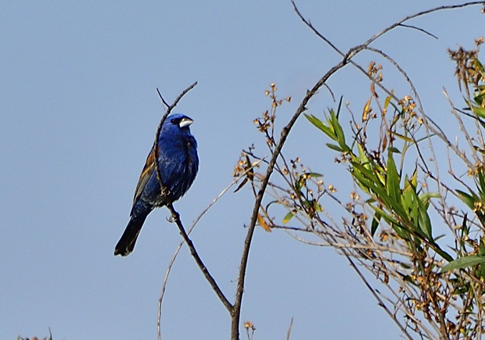 _ROY3472_00001.jpg