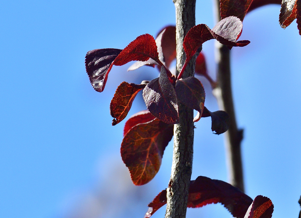 _ROY3490_00001.jpg