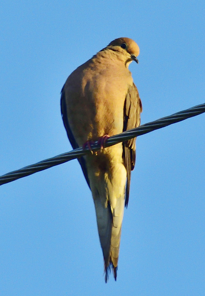 _ROY3506_00001.jpg