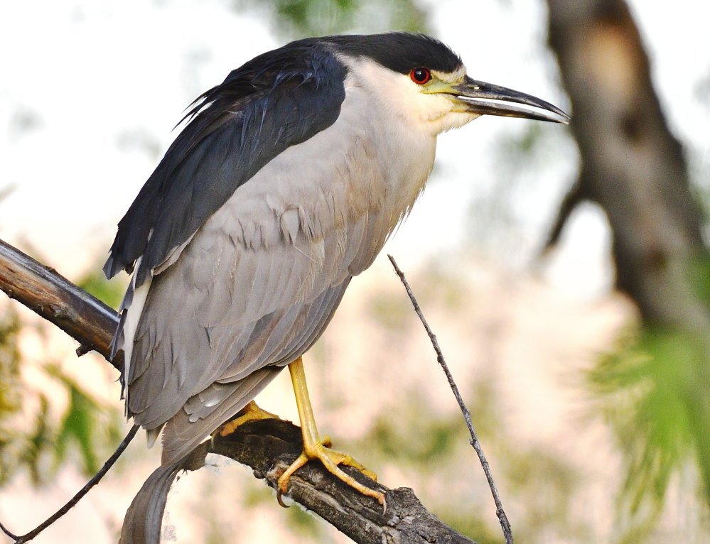 _ROY3514_00001.jpg