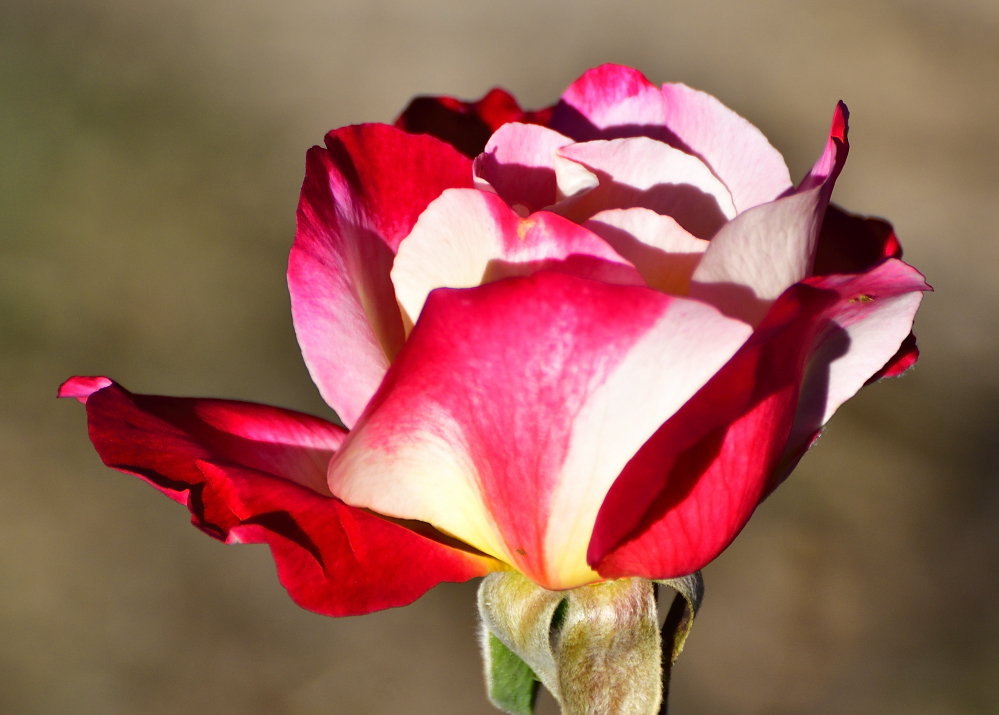 _ROY3514_01.jpg