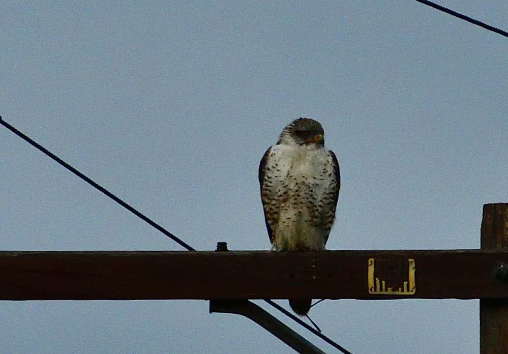 _ROY3551_00001.jpg