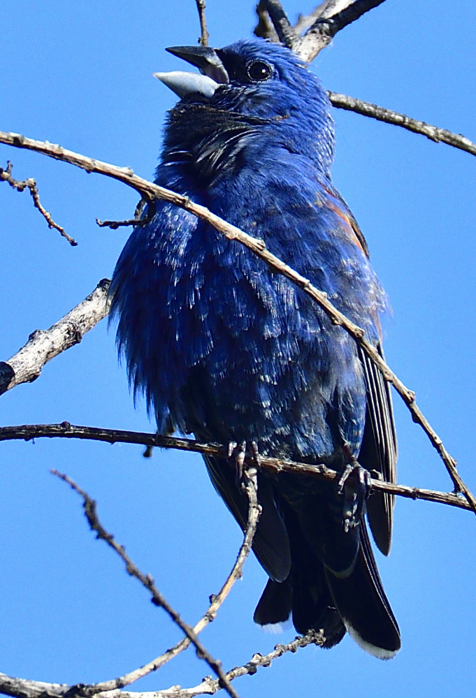 _ROY3553_00001.jpg