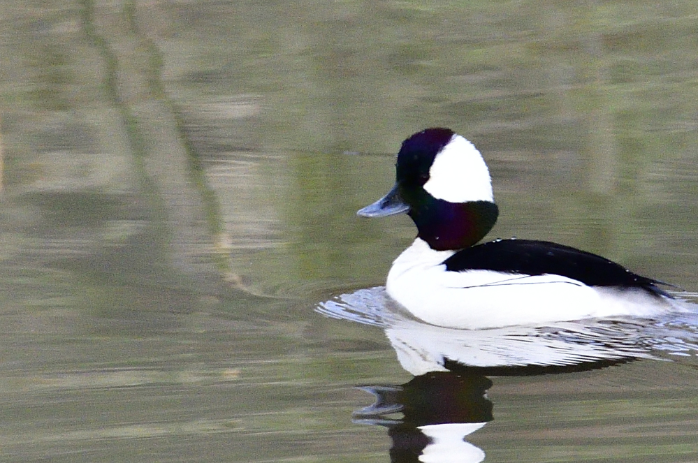 _ROY3572_00001.jpg