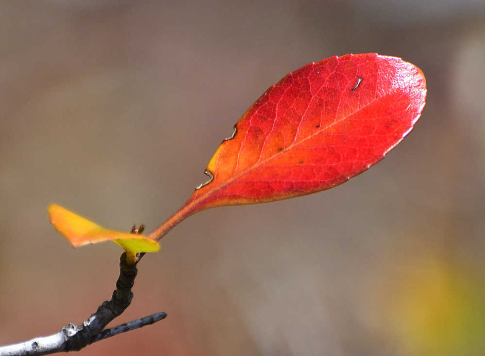 _ROY3611_00001.jpg