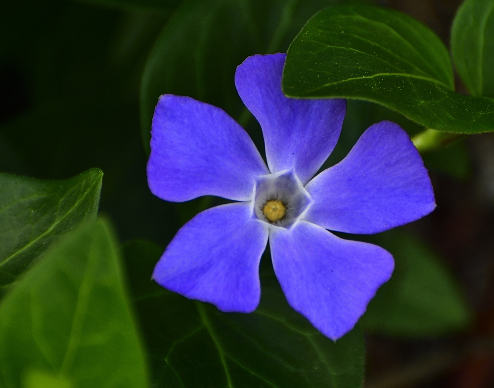 _ROY3619_00001.jpg
