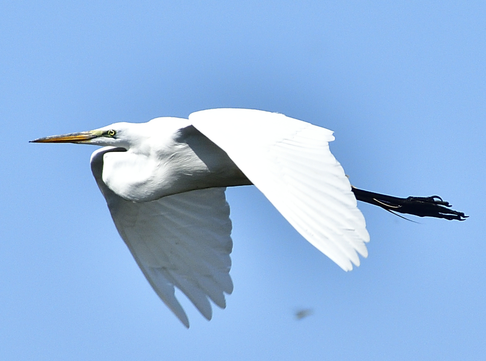 _ROY3626_00001.jpg