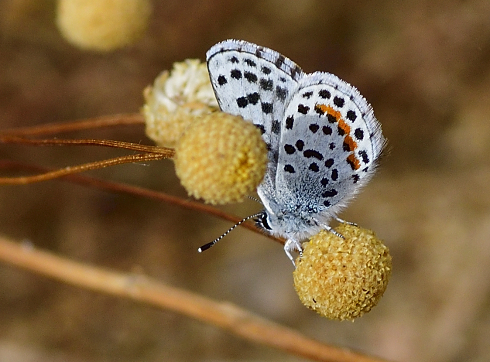 _ROY3639_00001.jpg