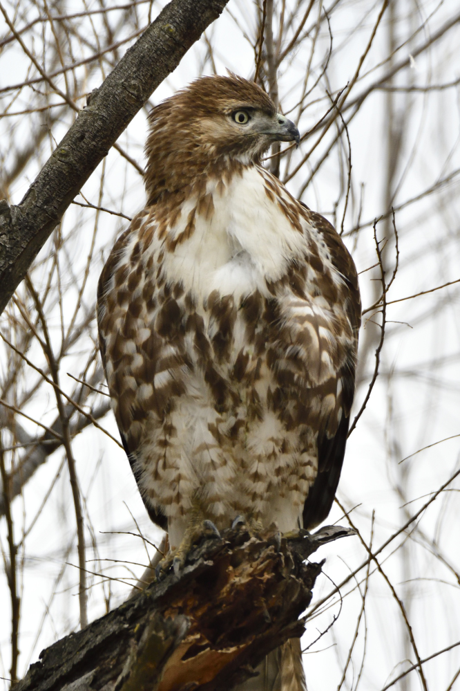_ROY3676_00001.jpg