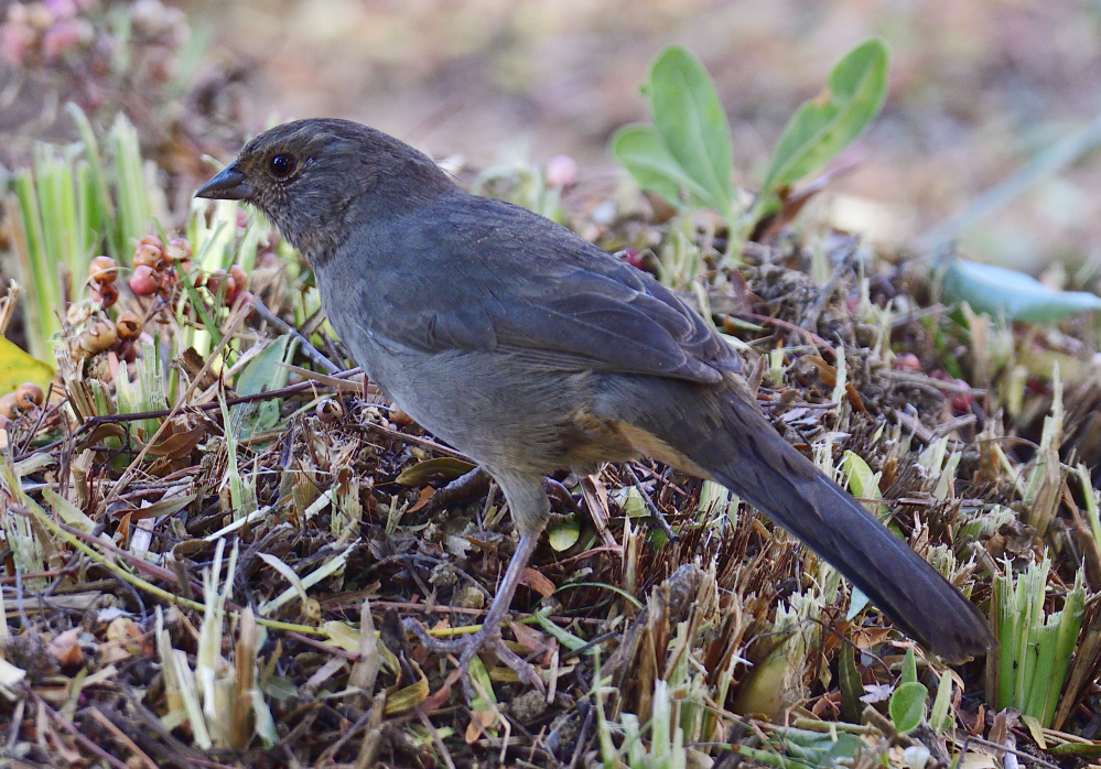 _ROY3676_00001.jpg