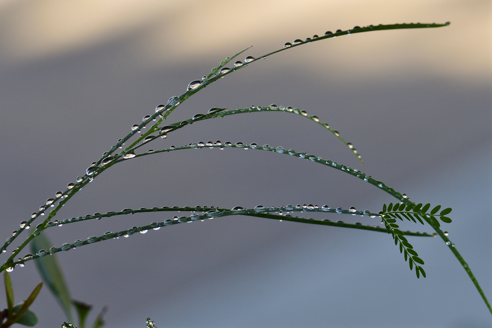 _ROY3677_00001.jpg