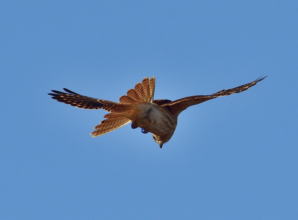 _ROY3682_00001.jpg