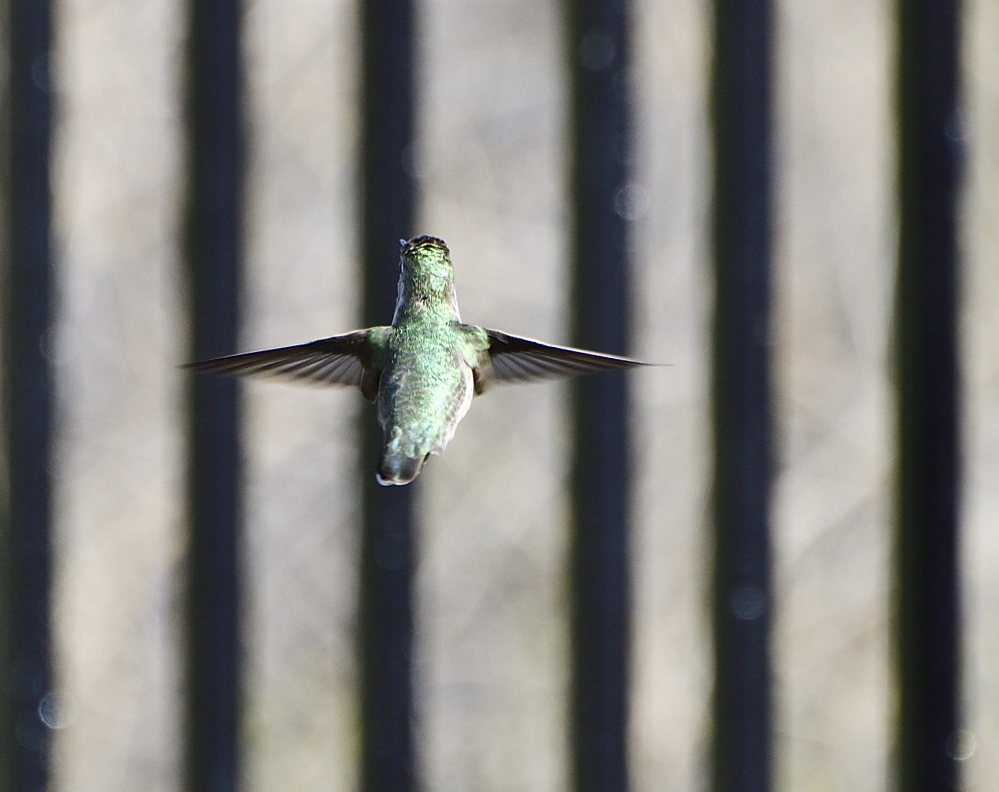 _ROY3685_00001_01.jpg