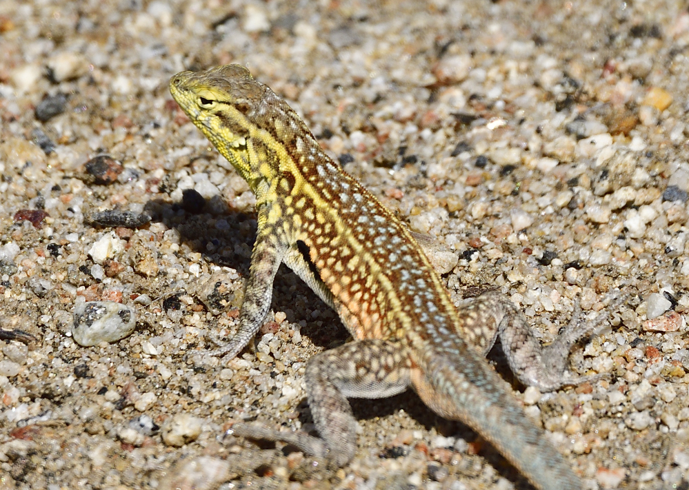 _ROY3703_00001_01.jpg