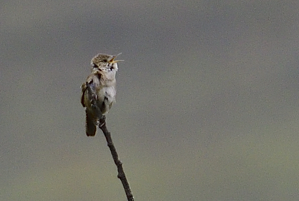 _ROY3712_00002.jpg
