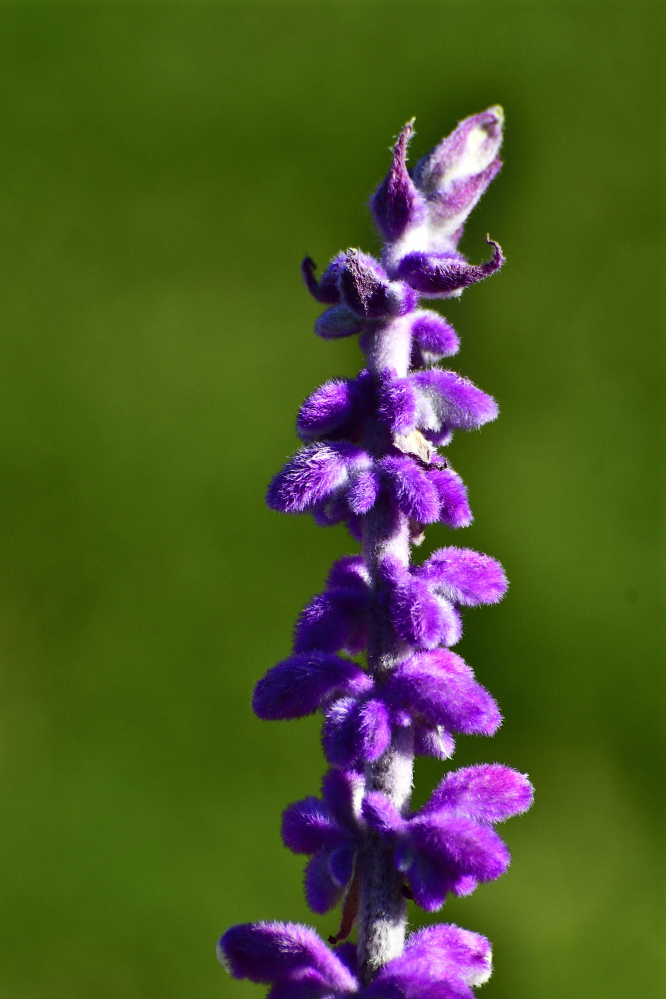 _ROY3751_01.jpg