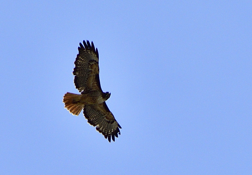 _ROY3765_00001.jpg