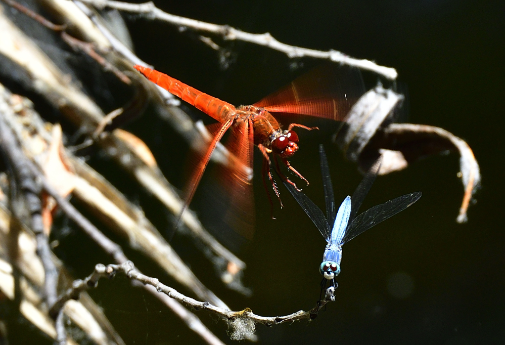_ROY3769_00001.jpg