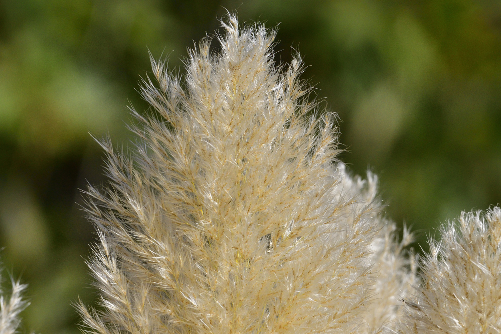 _ROY3785_00001.jpg