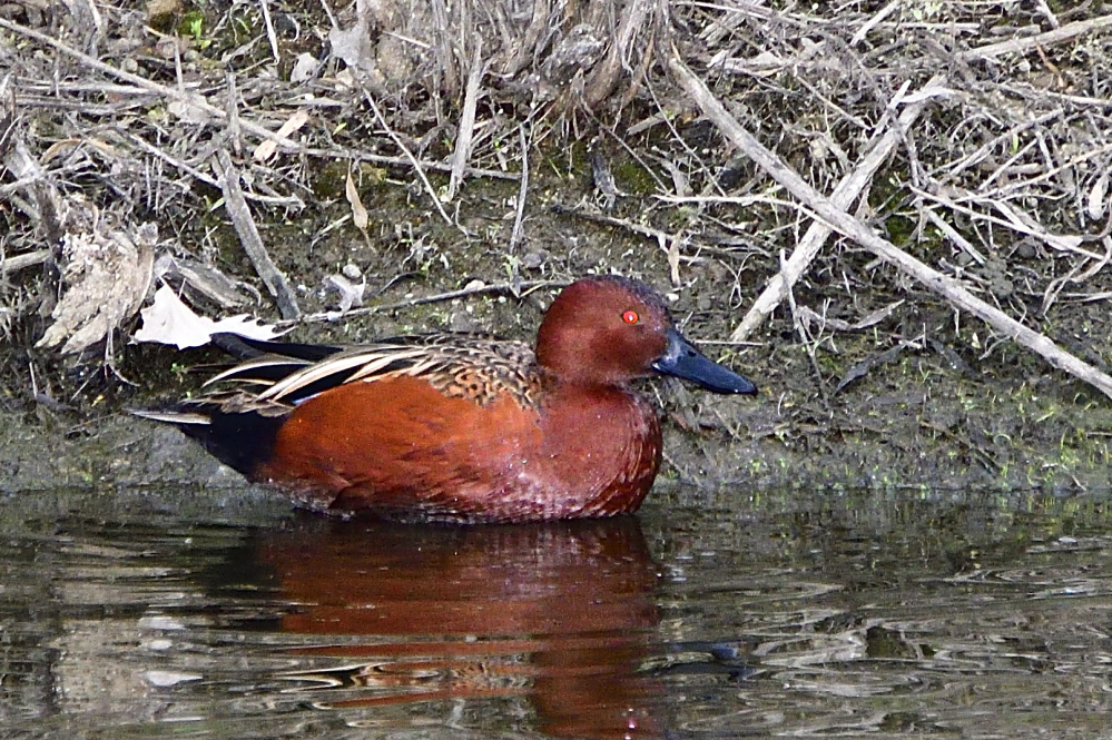 _ROY3787_00001.jpg