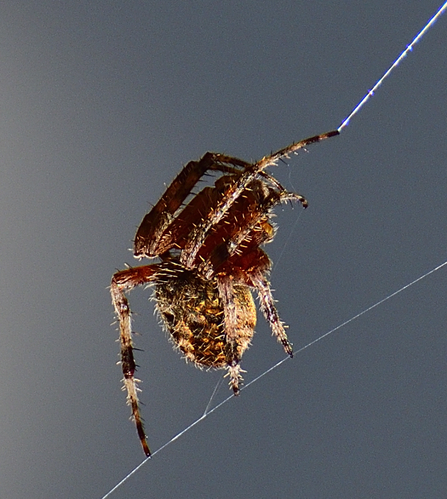 _ROY3808_01.jpg
