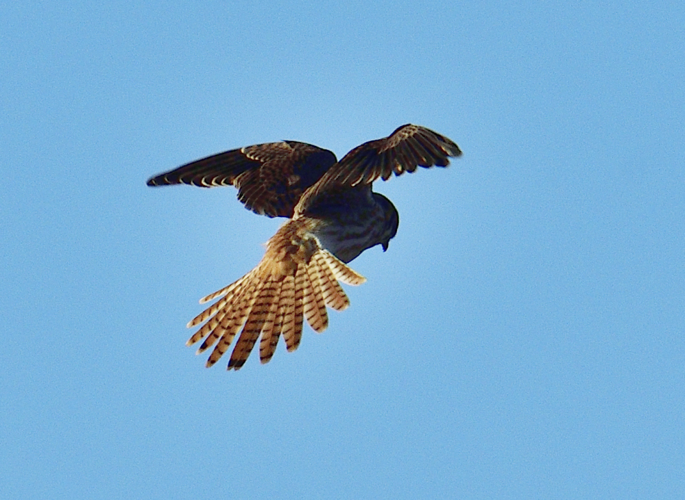 _ROY3816_00001.jpg