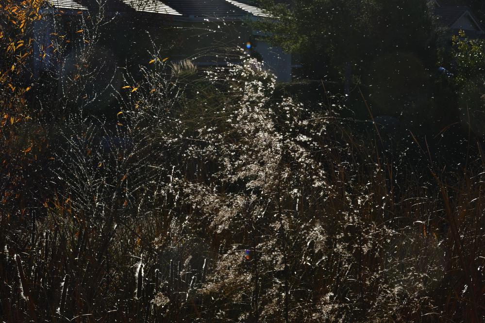 _ROY3829_00001.jpg