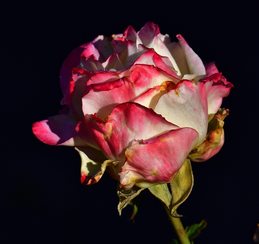 _ROY3854_00001.jpg