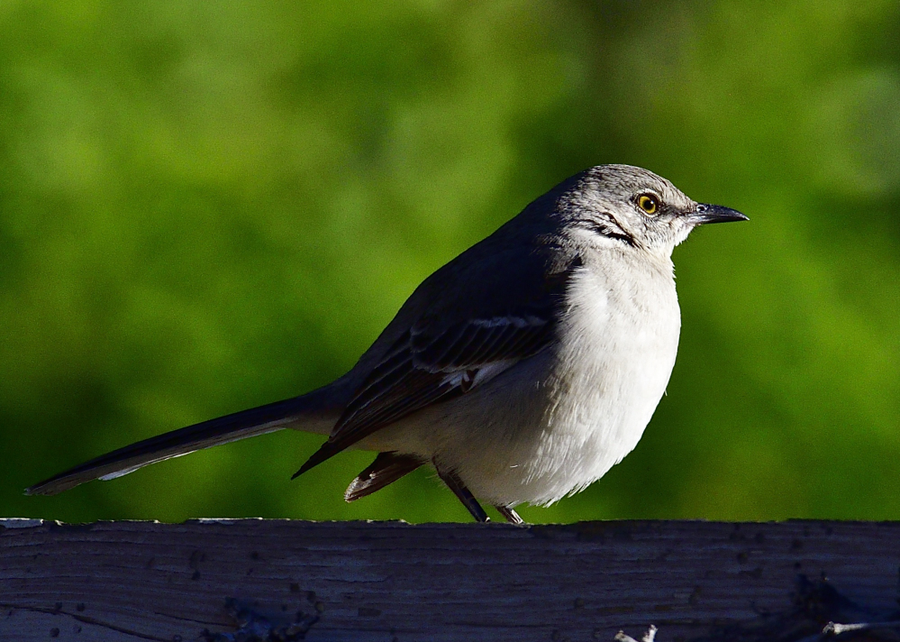 _ROY3887_00001.jpg