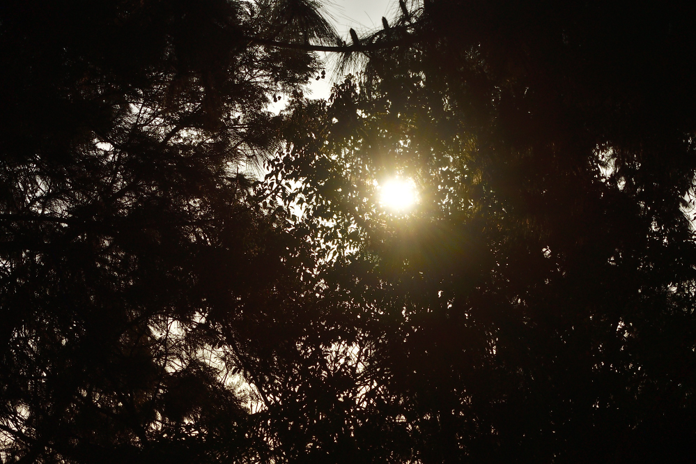_ROY3889_00001.jpg