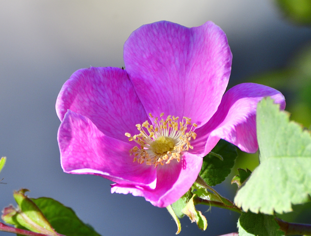 _ROY3892_00001.jpg