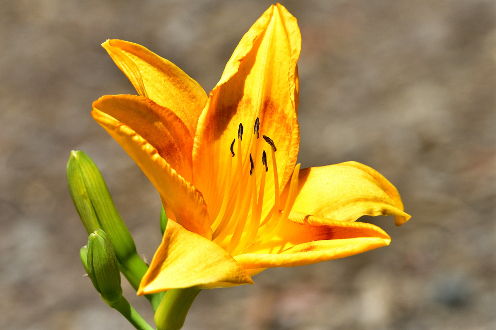 _ROY3926_00001.jpg