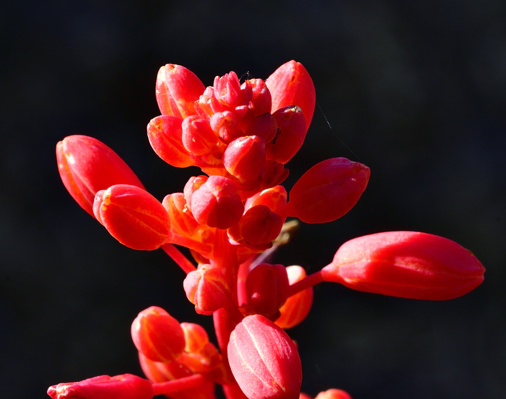 _ROY3995_00001.jpg