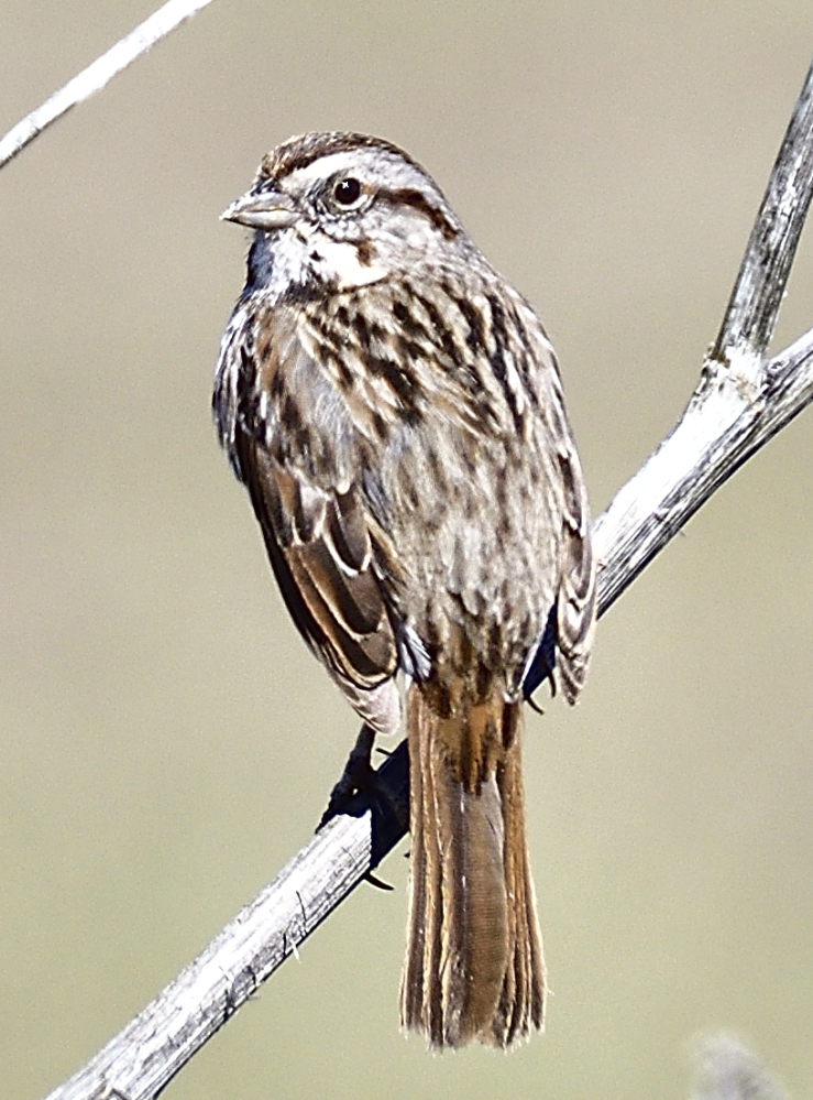 _ROY4034_00001.jpg
