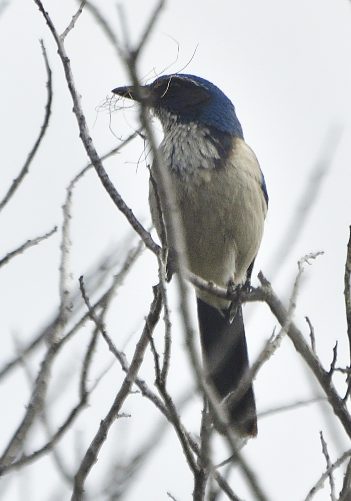 _ROY4114_00001.jpg