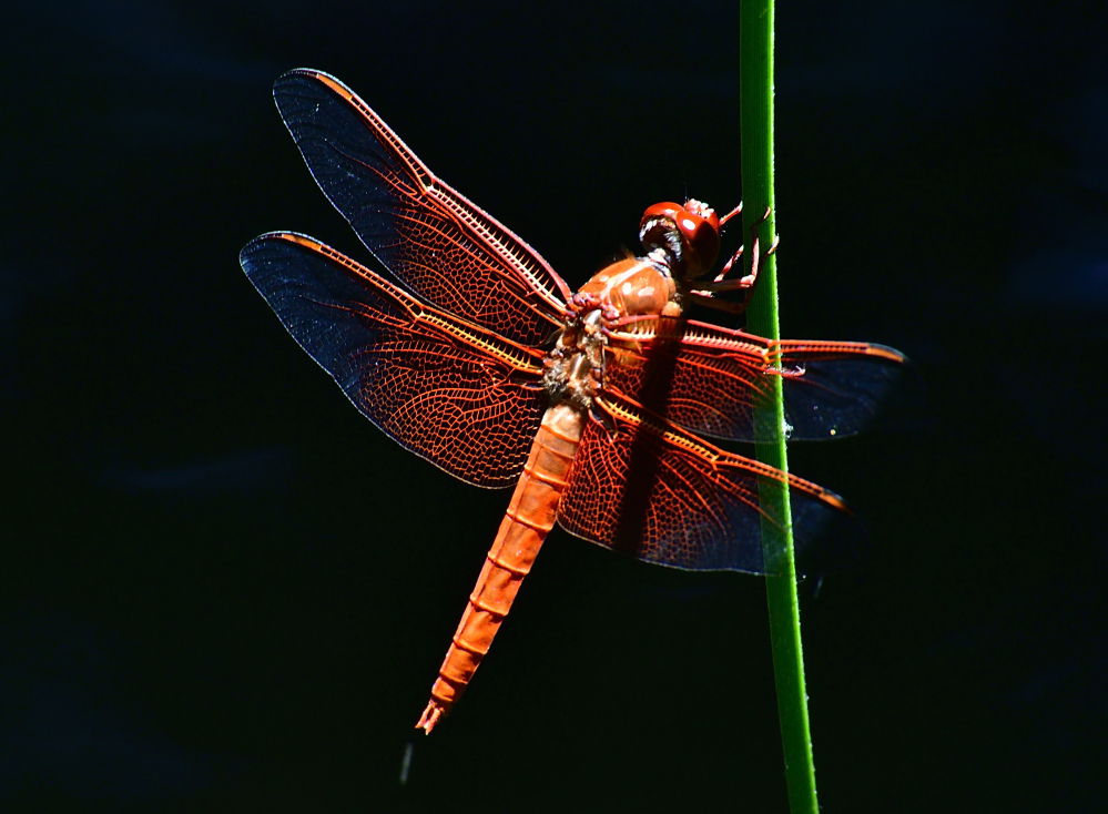 _ROY4148_00001.jpg