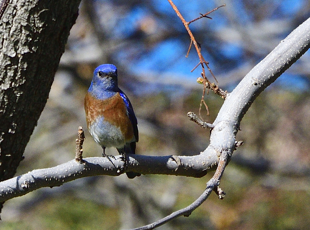 _ROY4167_00001.jpg