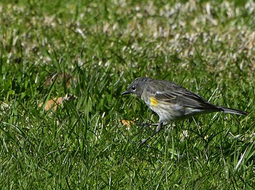 _ROY4173_00001.jpg
