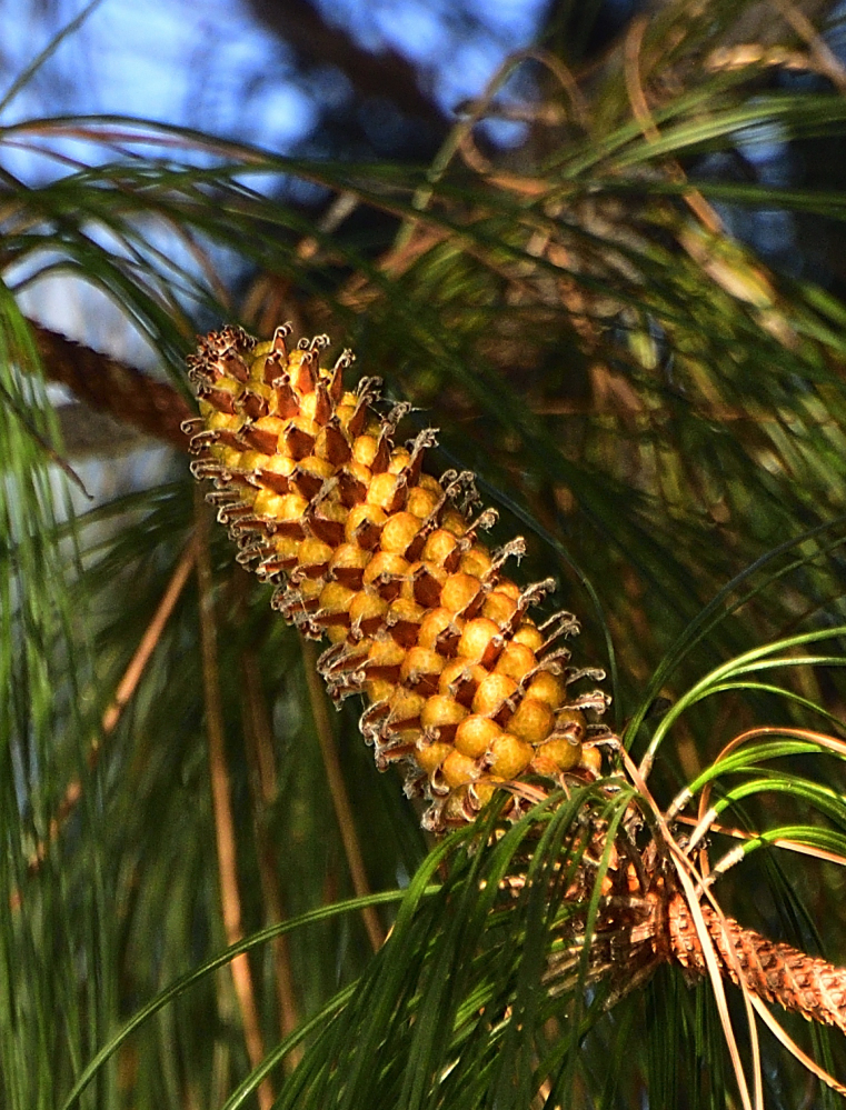 _ROY4220_00001.jpg