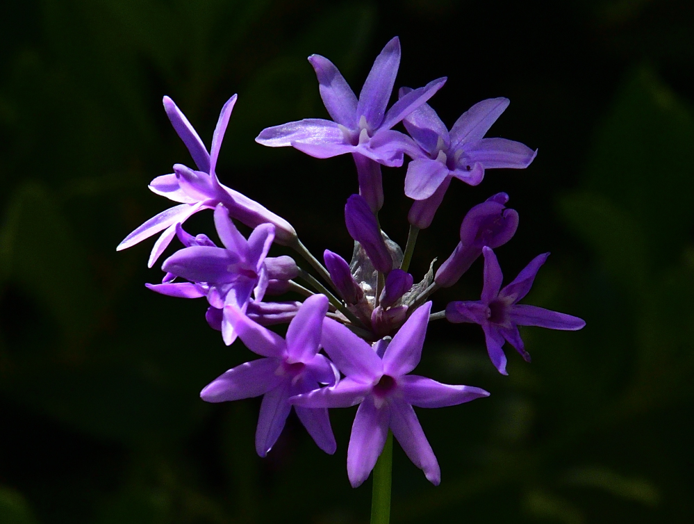 _ROY4223_00001.jpg