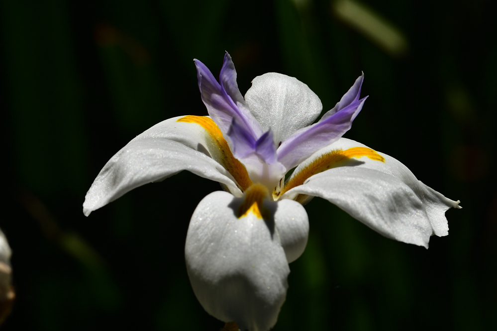_ROY4246_00001.jpg