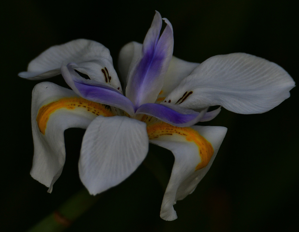 _ROY4266_00001.jpg