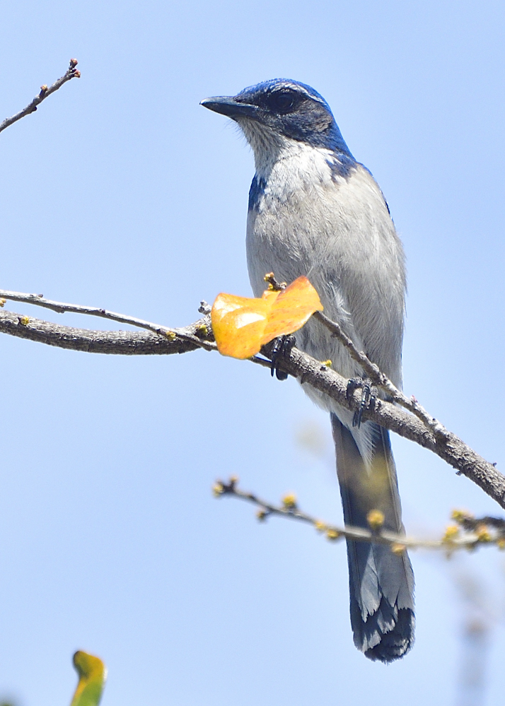 _ROY4289_00001.jpg